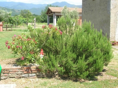 immagine annuncio 6 di 9