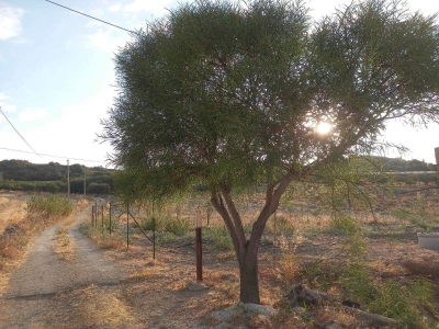 immagine annuncio 4 di 8