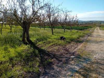 immagine annuncio 4 di 9