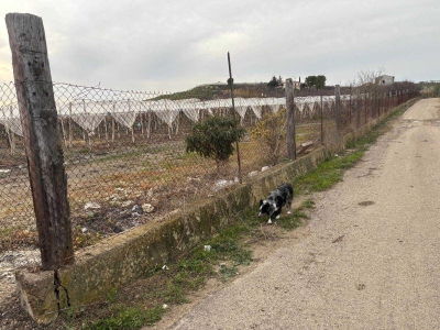 immagine annuncio 2 di 9