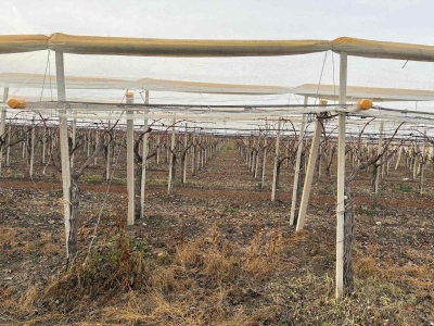 immagine annuncio 7 di 9