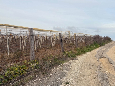 immagine annuncio 6 di 9