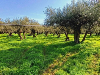 immagine annuncio 2 di 9