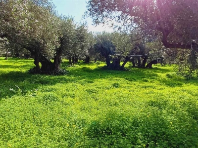 immagine annuncio 5 di 9