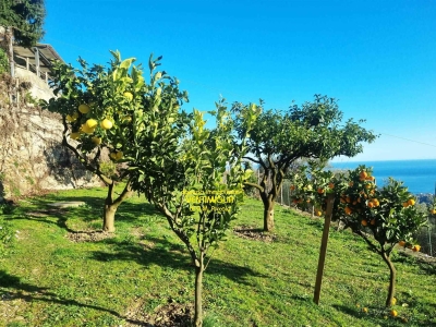 immagine annuncio 5 di 9