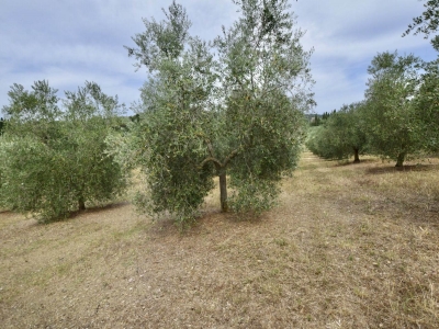immagine annuncio 8 di 9