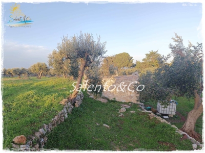 immagine annuncio 4 di 9