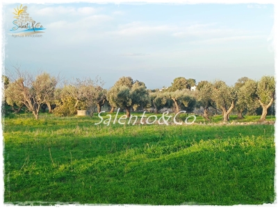 immagine annuncio 1 di 9