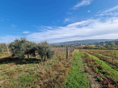 immagine annuncio 3 di 9