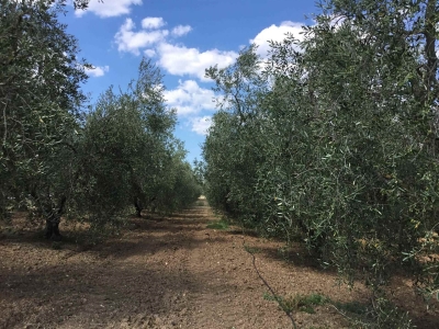 immagine annuncio 5 di 9