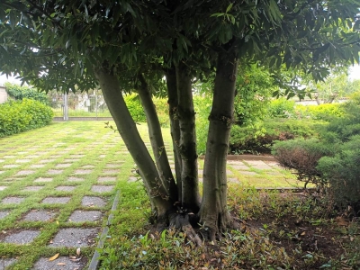 immagine annuncio 3 di 9