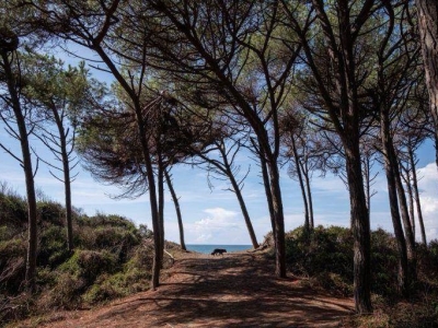 immagine annuncio 6 di 9