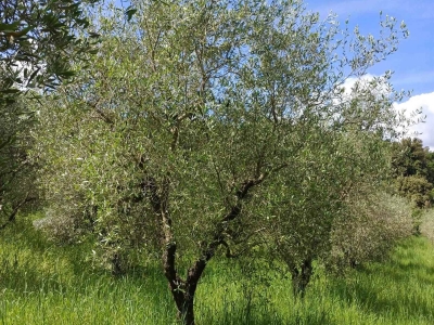 immagine annuncio 8 di 9