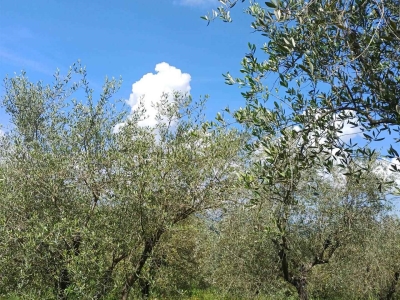 immagine annuncio 7 di 9