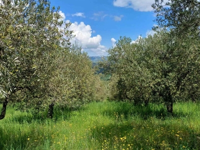 immagine annuncio 6 di 9