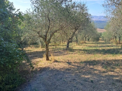immagine annuncio 4 di 9