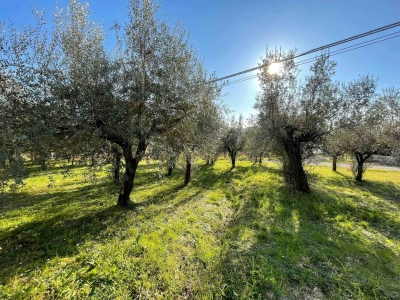 immagine annuncio 2 di 9