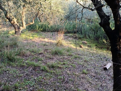 immagine annuncio 5 di 6