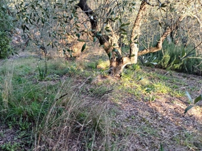 immagine annuncio 4 di 6