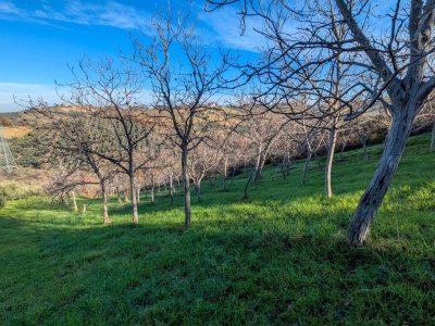 immagine annuncio 8 di 9