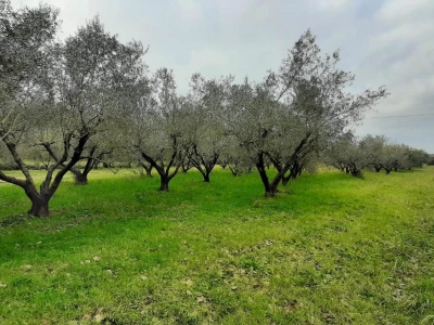 immagine annuncio 8 di 9