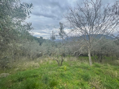 immagine annuncio 2 di 9
