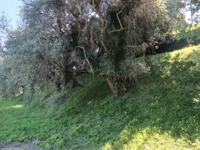 immagine annuncio 3 di 7