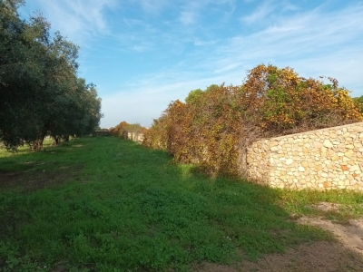 immagine annuncio 2 di 9