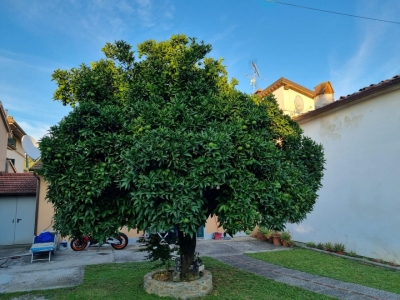 immagine annuncio 8 di 9