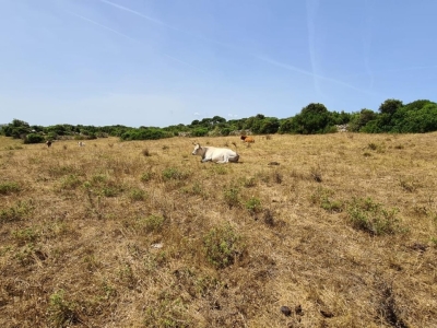 immagine annuncio 4 di 9