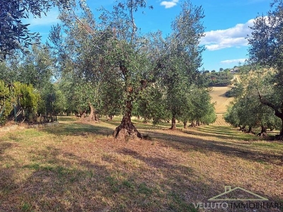 immagine annuncio 4 di 9