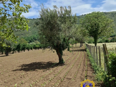 immagine annuncio 3 di 6