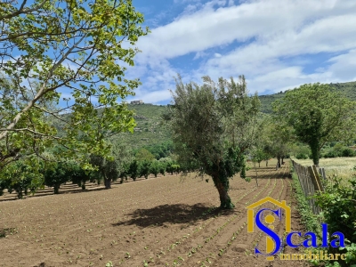 immagine annuncio 4 di 6