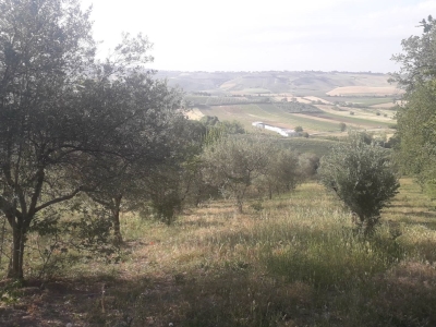 immagine annuncio 7 di 9