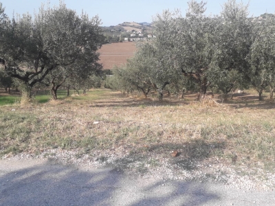 immagine annuncio 3 di 9