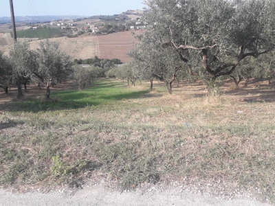 immagine annuncio 5 di 9