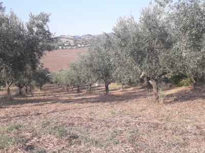 immagine annuncio 7 di 9