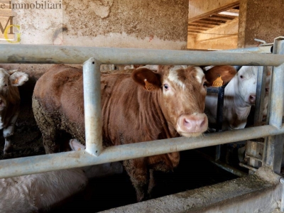 immagine annuncio 5 di 9