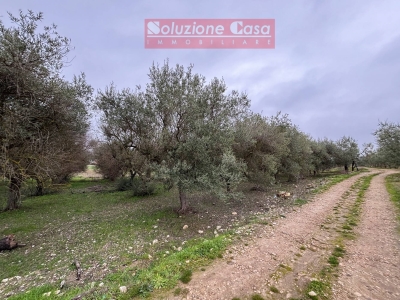 immagine annuncio 3 di 6