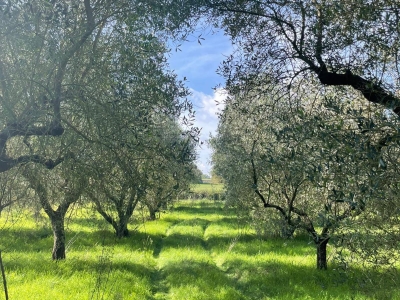 immagine annuncio 1 di 9