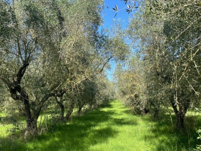 immagine annuncio 7 di 9