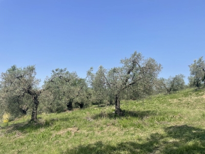 immagine annuncio 6 di 9