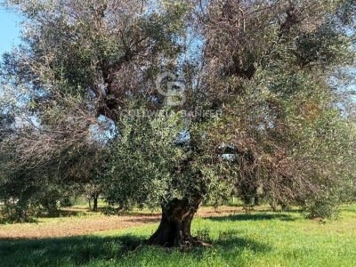 immagine annuncio 7 di 9