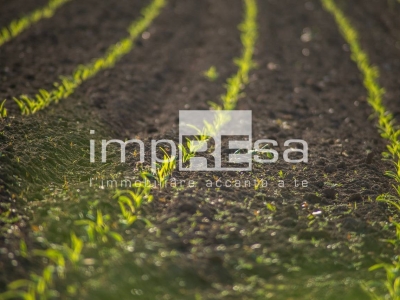immagine annuncio 3 di 9