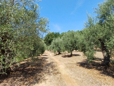 immagine annuncio 1 di 9