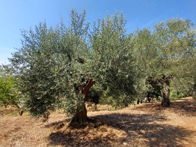 immagine annuncio 2 di 9