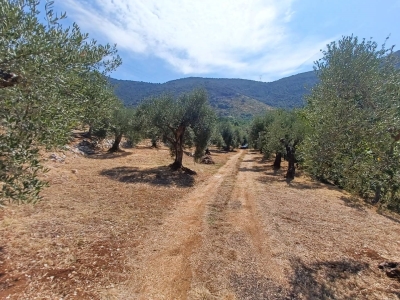 immagine annuncio 5 di 9