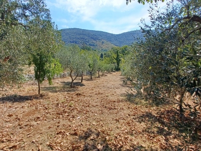 immagine annuncio 6 di 9