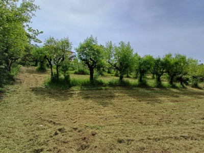immagine annuncio 5 di 9