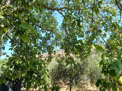 immagine annuncio 6 di 9